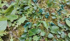 The Italian giantess against the toy soldiers in the forest 720HD