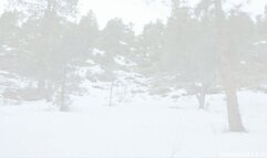 The Elusive Snow Bunny