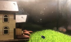 Content Teenie in his Glass Prison 1080