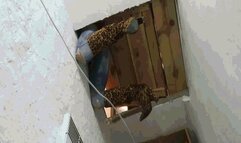 Someone decided to play a joke, or play with me? AVI (1920x1080) FHD