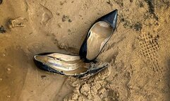 Best 23 min by Sexy Nina! Hard Ruined for Gianmarco lorenzi high heels, High Heels Destruction, Ruined High Heels