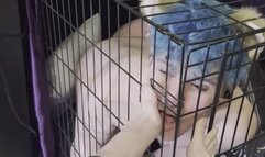 Cuck waits in dog cage, as his gf comes back from spending the night with her bull and going to the gym, when she returns, she rewards his loser cucky bf with her sweaty feet
