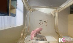 Unaware Giantess Ass Crushes Her Cursed Enemies