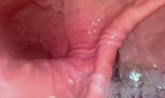 Tinies in my Taco BUNDLE