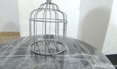 BIG PAWG FART WITH SOCKS BY NICOLLY CAM BY ALINE IN FULL HD