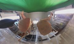 6kMARTINA YUANYUAN Dirty feet crush losers 360VR