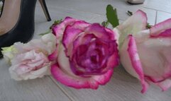 TRAMPLE FLOWERS WITH SHOES (tt)