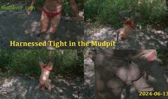 Harnessed Tight in the Mudpit, 2024-06-13