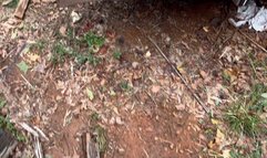 Engine and Exhaust View