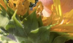 Allergy Meltdown & Sneezing Fit in a Field of Sunflowers with Harmony