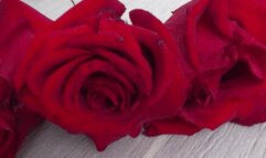 Trampled 3 roses with leather boots a