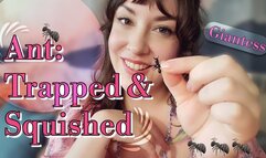 Ant: Trapped and Squished
