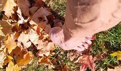 Tempest walking in the leaves