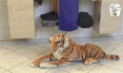 The Lion slumber for ever 1