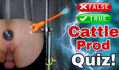 Femdom Cattle Prod Glow Quiz in Bondage!
