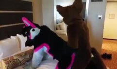 Gay Furry Mursuiting Time