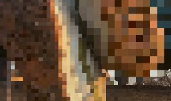 Walking in the dog park