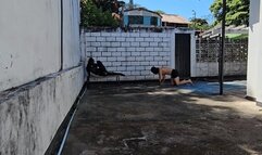 The brutal destiny of the young slave by the goddess