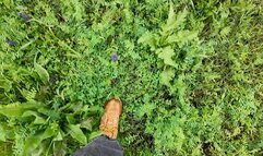 walking in timberlands boots outdoors, crushing flowers, puddles and mud m0