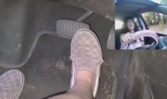 Daisy's Muddy Misadventures-looking for the lake