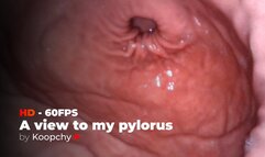 [HD 60 FPS] - A view to my pylorus - ENDOSCOPE VORE