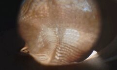 VR360 XINXIN stockings wrap losers humiliate POV trampling