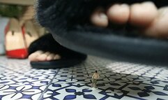 What dreams lead to ? WMV