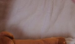 #2 Stepping on a plush dick