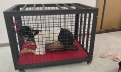 Dog crate training