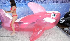 Nova Deflates 2 Orca Whales 4K (3840x2160)