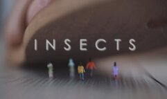 Insects - Danielle Maye