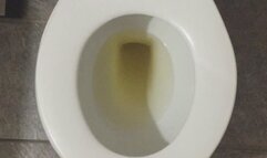GOLDEN PEE IN MY TOILET PROFIT PERCENT SITTING