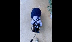 GG49 - Like a leashed puppy pacing back and forth in a luxurious courtyard.