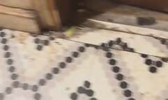 Master BDSM instruction MP4