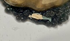 Giantess Black Caviar Crush - Tiny Trampled in Slippery Nylon Feet MP4