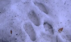 Bare feet in March (mp4)