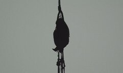 Drea Plastic Wrap Hogtie