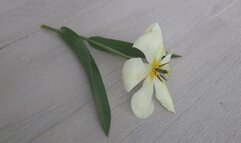 She crushed a tulip in black suede shoes a