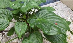 109KG GIANT BBW FARTING IN POV DOMINATION OVER TINY SLAVES - BY ROSALIA PEACH - FULL VERSION IN FULL HD - NEW APRIL 2026