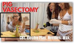 Vasectomy in pigs