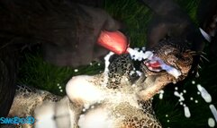 A Werewolf and an Argorian Maiden Merged in a Passionate Coitus (Skyrim / Hentai)