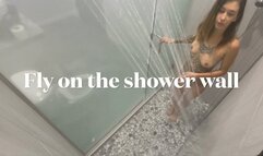 Fly on the shower wall