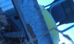 Flattened, Inflated and Beaten to a Pulp 480p wmv