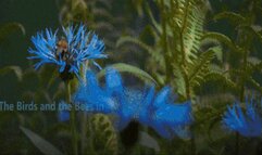 The Birds Bee's and Step-Daddy's big old cock