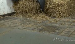 Stable Butt Plug Vibe