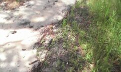 Blaze Shortcut Stuck