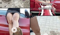 I DIRTY SULAS WITH EARTH AND BURNED TRUNKS