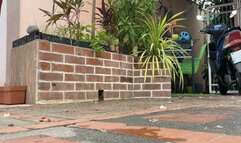 Milah Arches Pedal Pumping fight with the old chevy Corsa