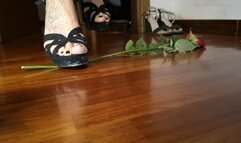 One rose One Destiny crush fetish