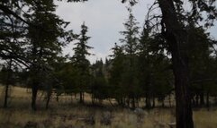 Wilderness Punishment Part 3 of 5 - Trampling